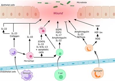 Intestinal Mucosal Wound Healing and Barrier Integrity in IBD–Crosstalk and Trafficking of Cellular Players
